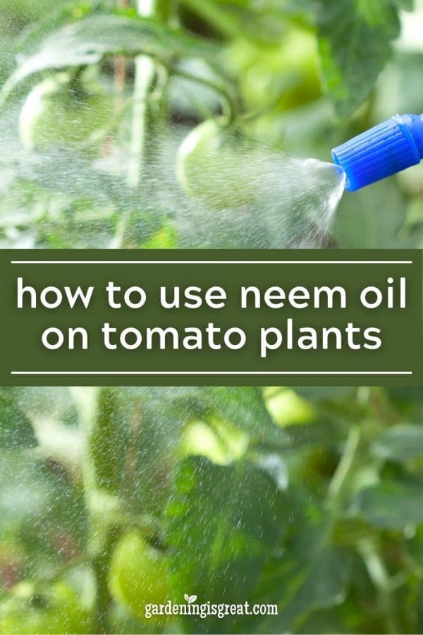 How to Use Neem Oil on Tomato Plants Gardening is Great