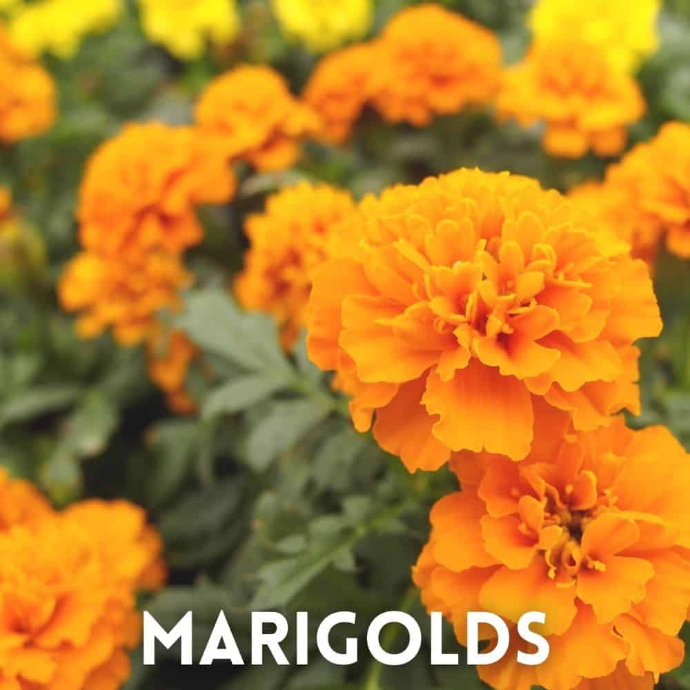 Marigolds for pollinators