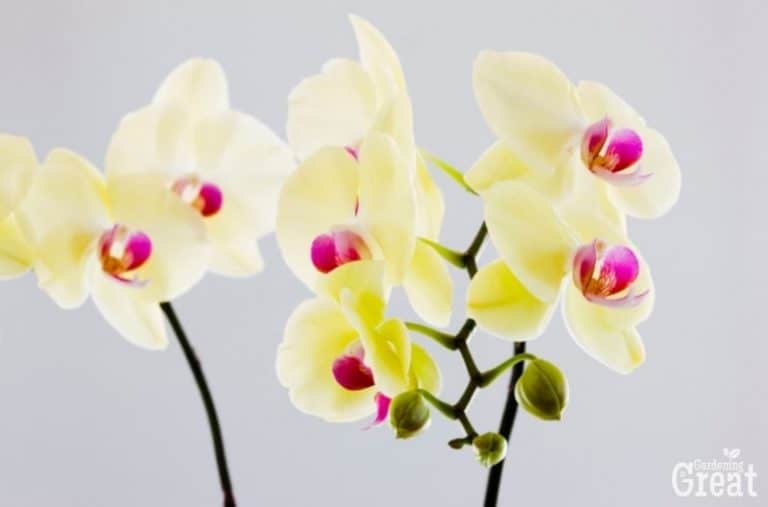 Tips for Your Own Beautiful Orchids