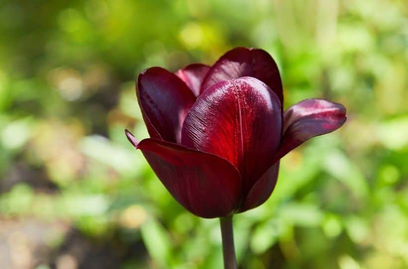 Queen of the Night Tulip Flower