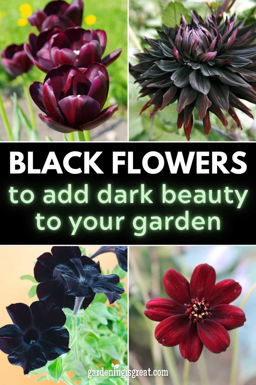 beautiful black flowers