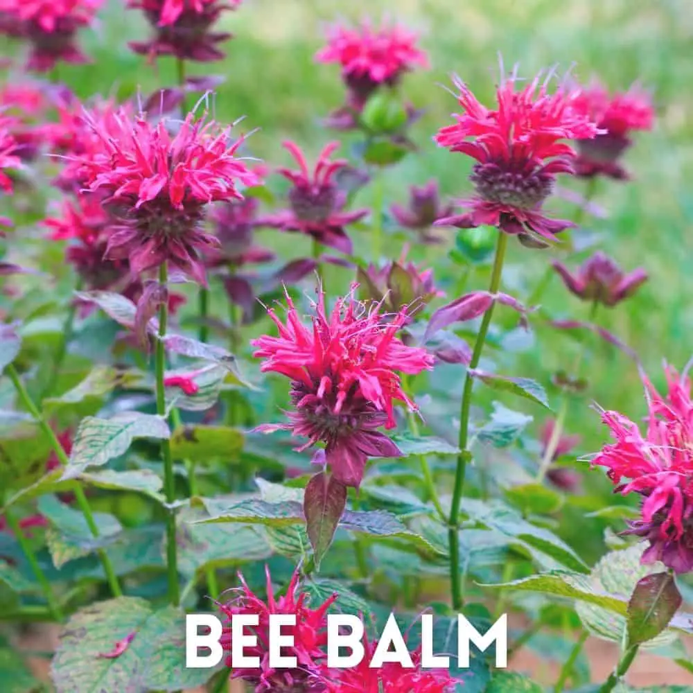 bee balm for pollinators