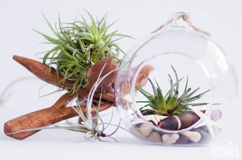 care for air plants