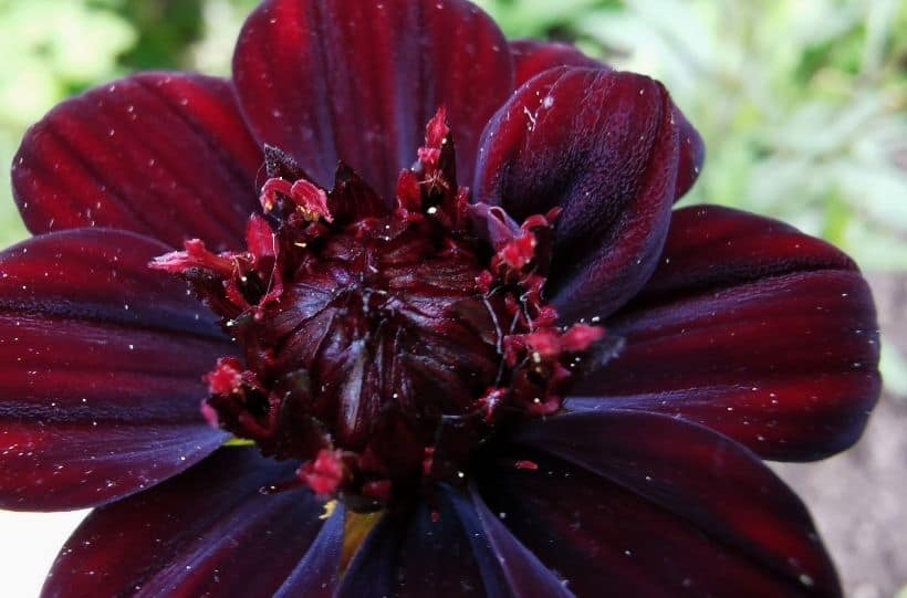 chocolate cosmos flower