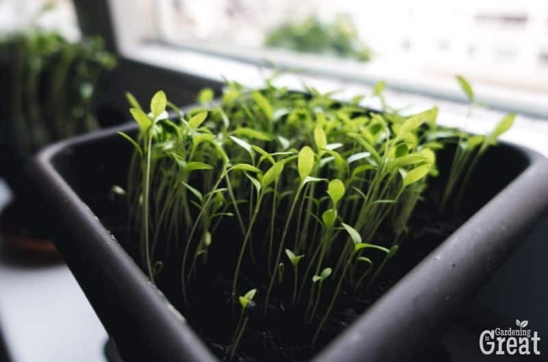 cilantro seeds growing