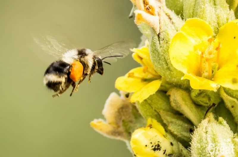 companion planting attract pollinators