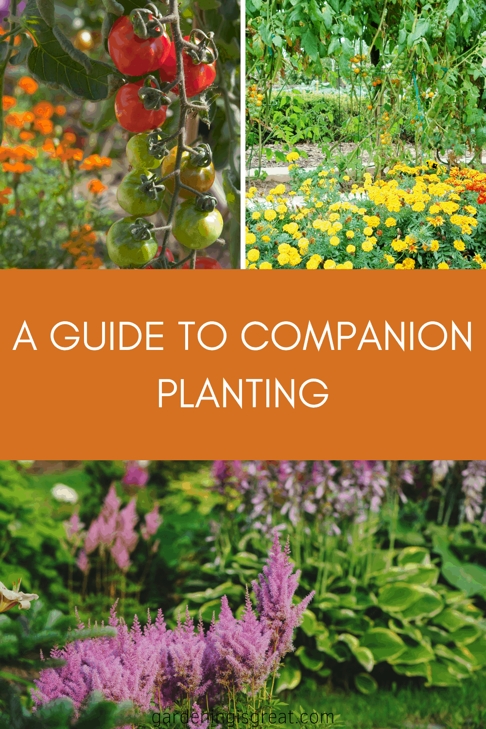 companion planting for pollinators
