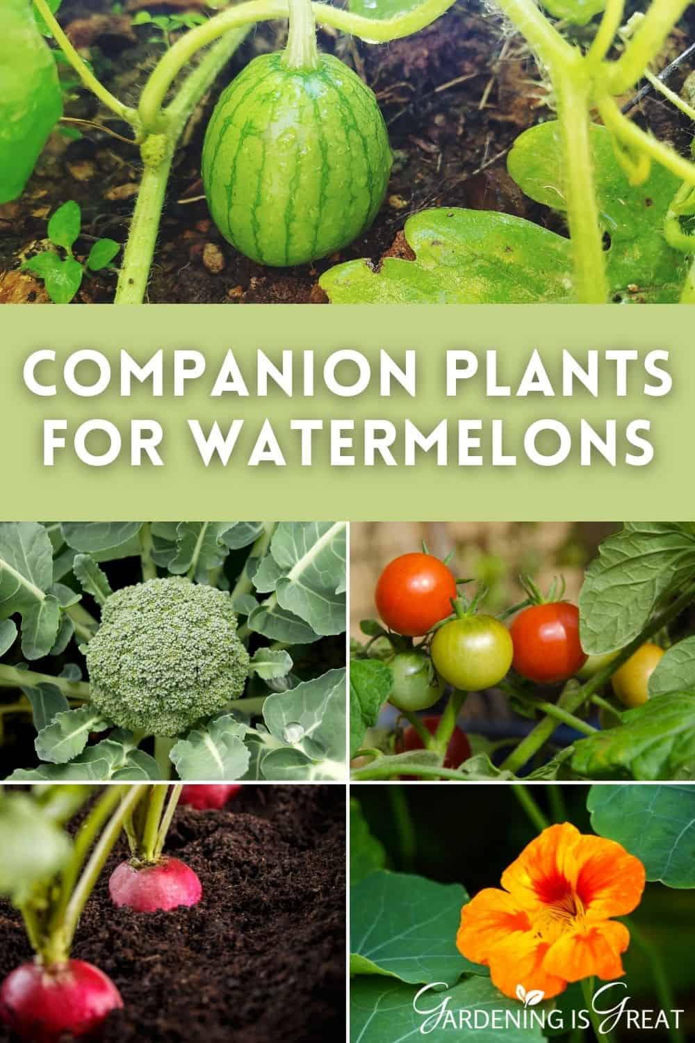 companion plants for watermelons