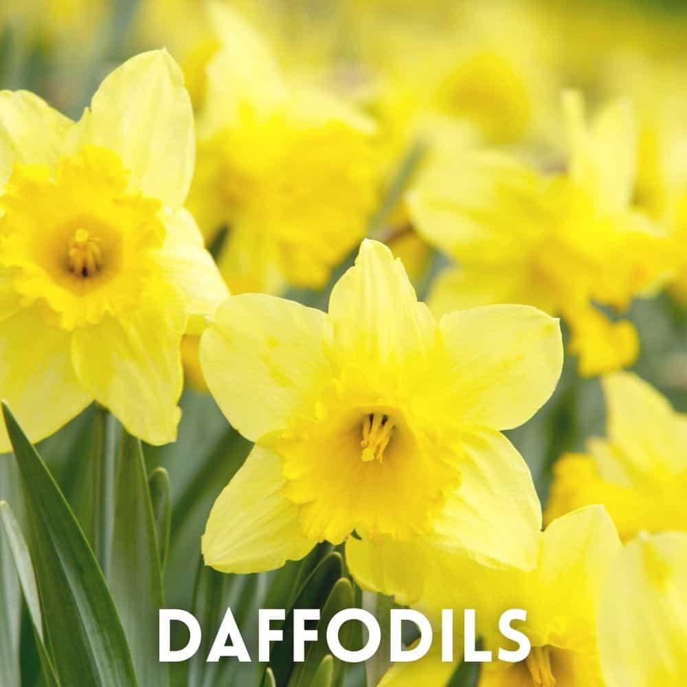 daffodils for pollinators
