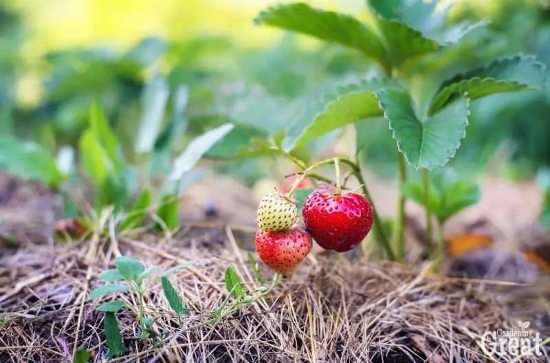 grass mulch strawberries