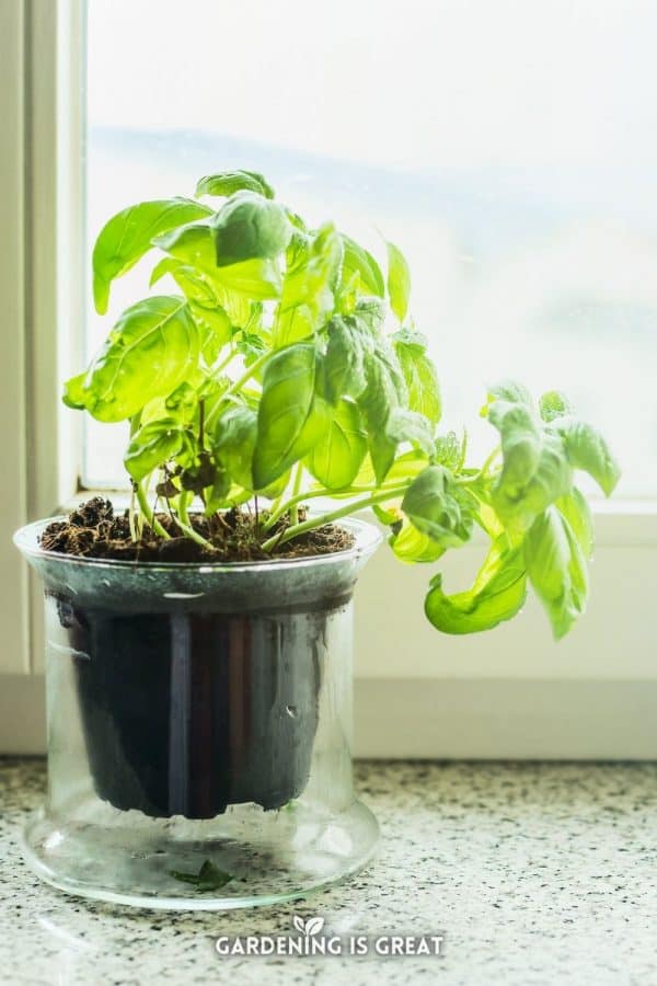 How to Grow Basil Indoors Gardening is Great