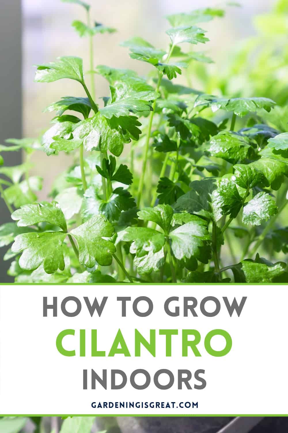 grow cilantro indoors