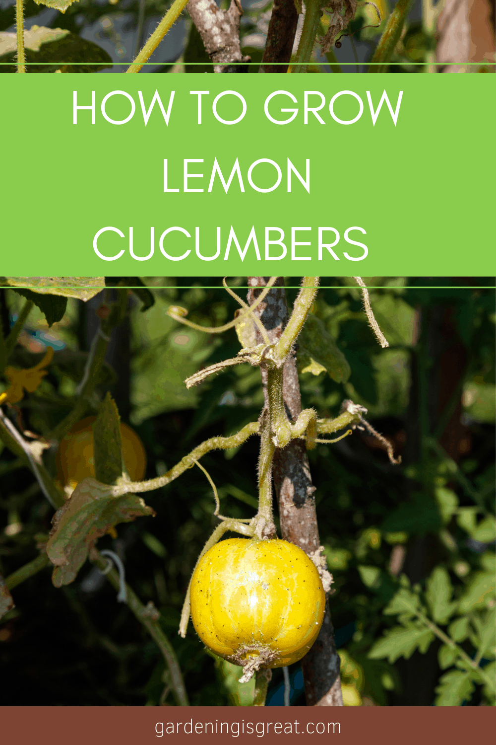 grow lemon cucumbers in vegetable gaden