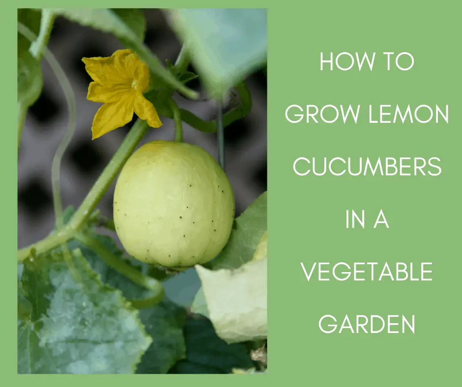 grow lemon cucumbers