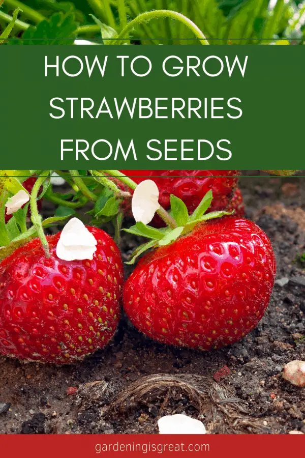 How To Plant and Grow Strawberries From Seeds | Gardening is Great