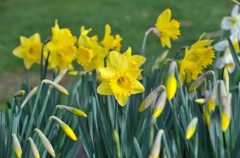 How To Care For Daffodils: Daffodil Plant Care