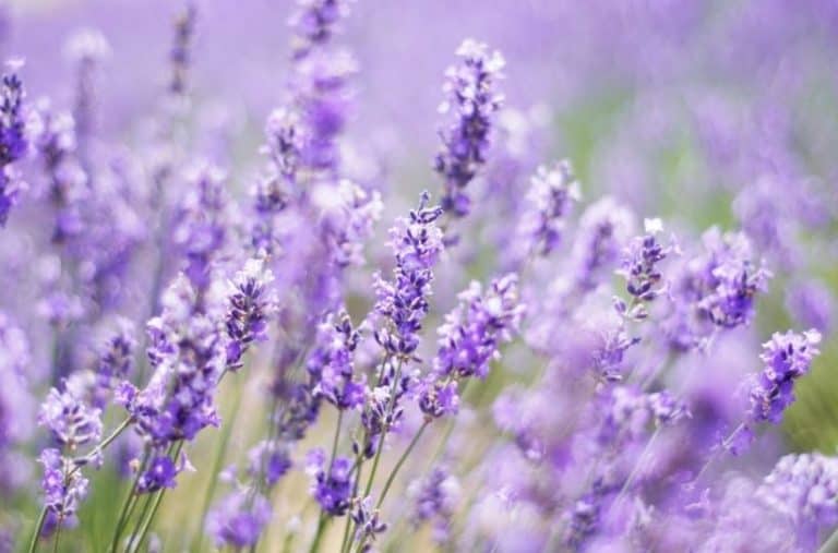 47 Plants that Attract Bees to Your Garden | Gardening is Great