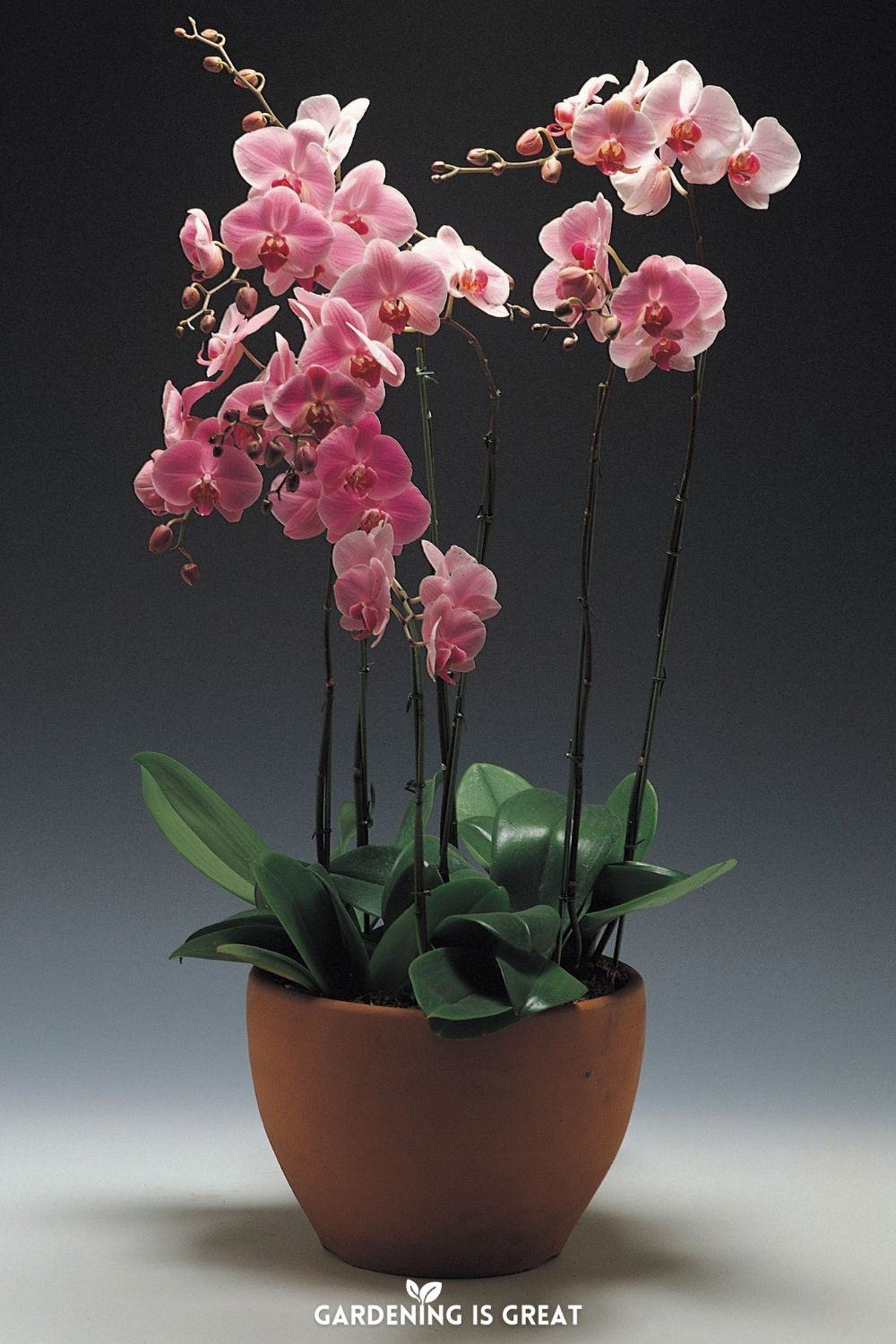 growing orchid