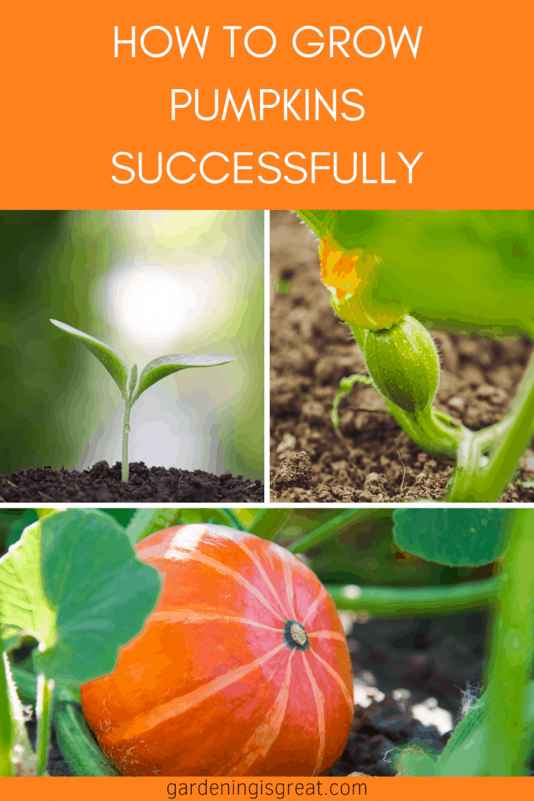 How To Grow Pumpkins Successfully – Gardening is Great
