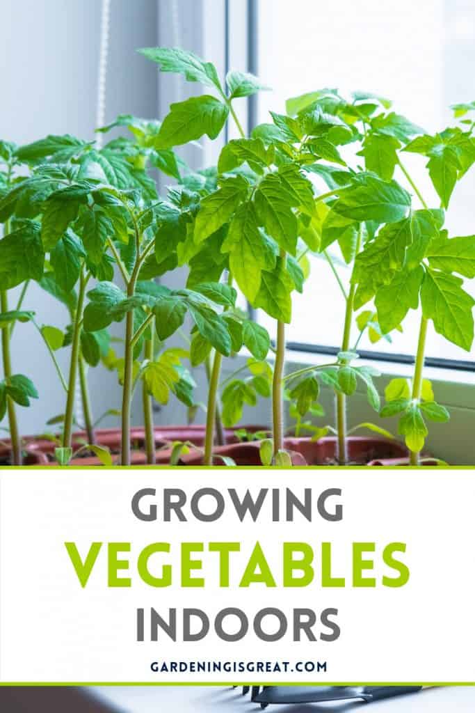 growing vegetables indoors