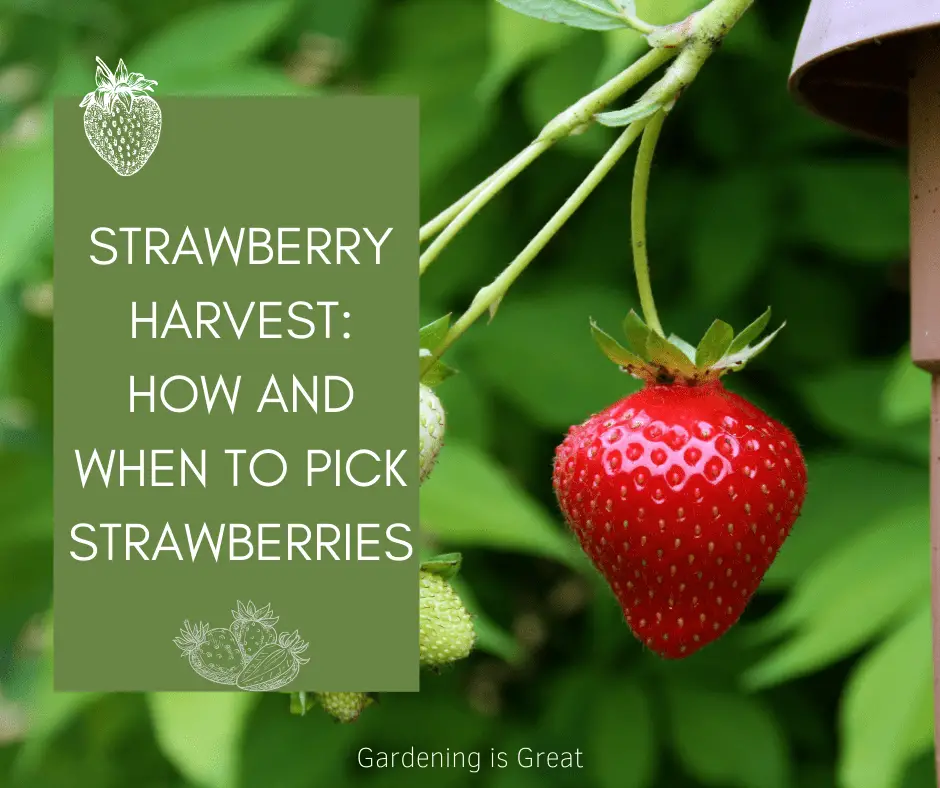 how when to pick strawberries