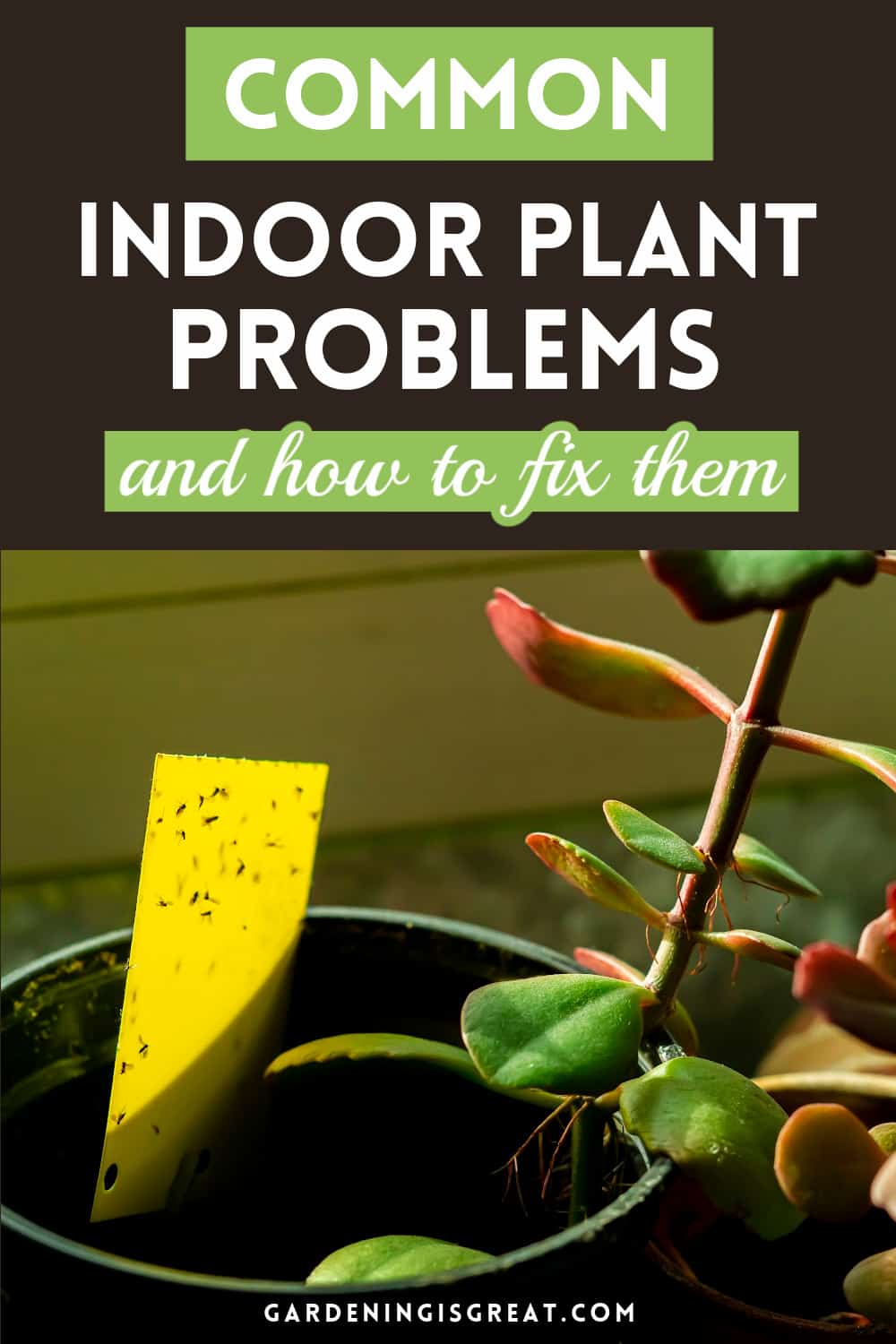 indoor plant problems