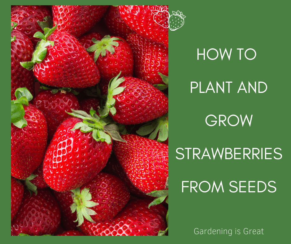 plant and grow strawberries