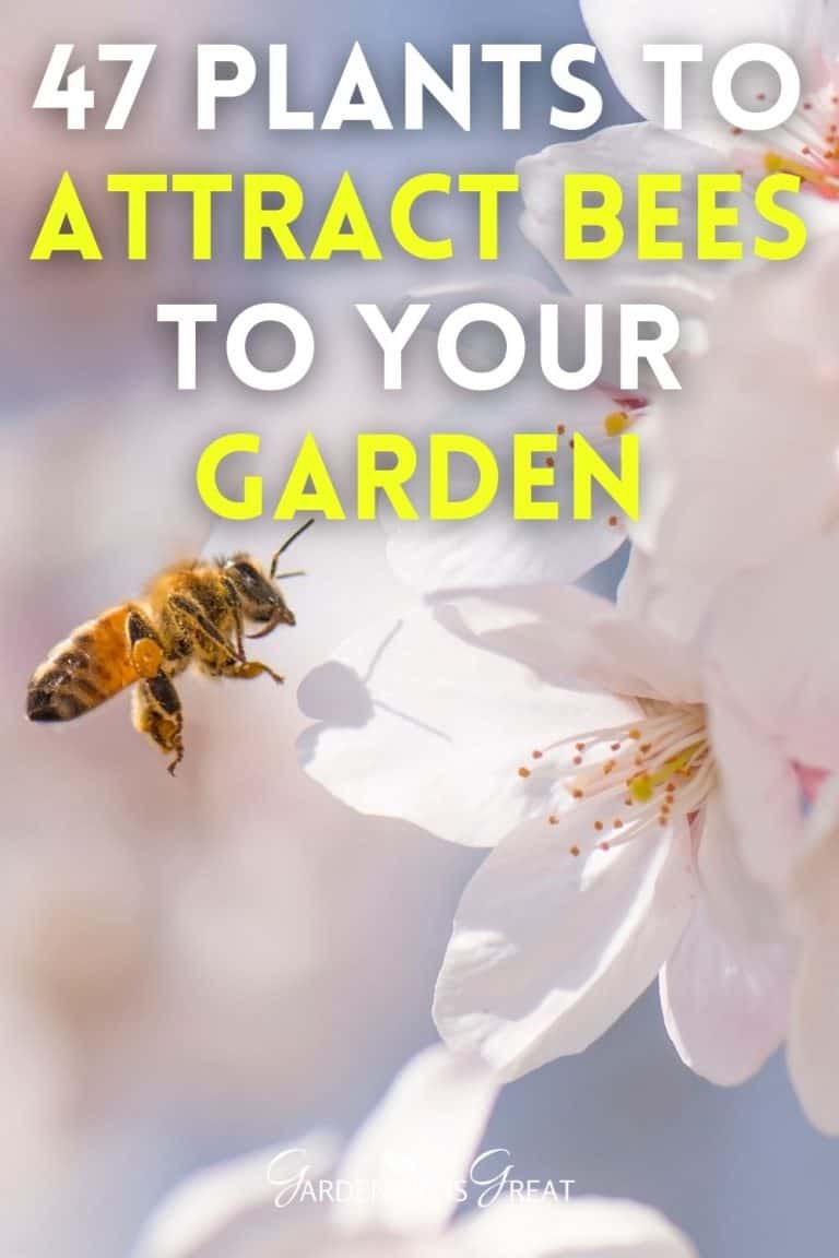 47 Plants that Attract Bees to Your Garden Gardening is Great
