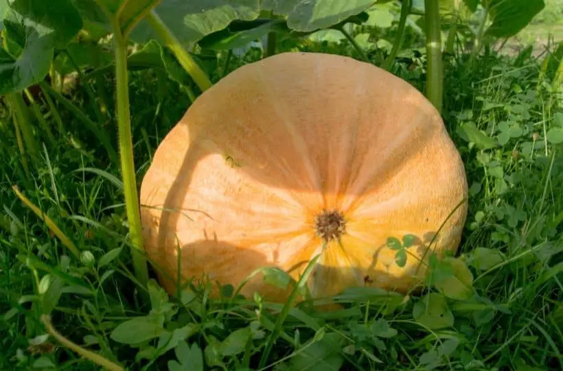 pumpkin grow garden