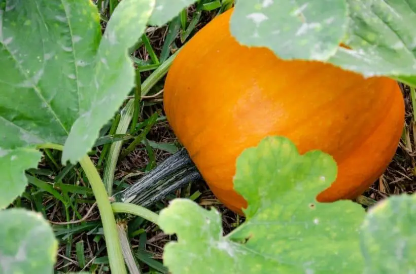 pumpkin on vine