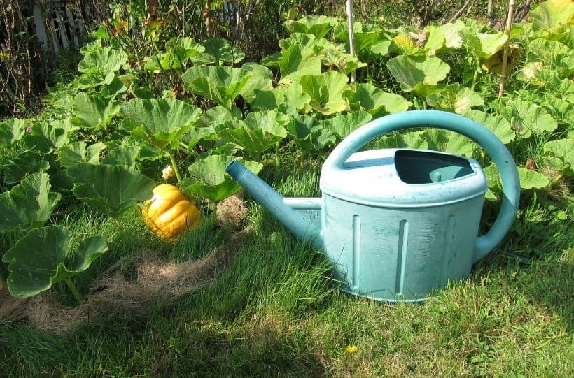 pumpkin watering can