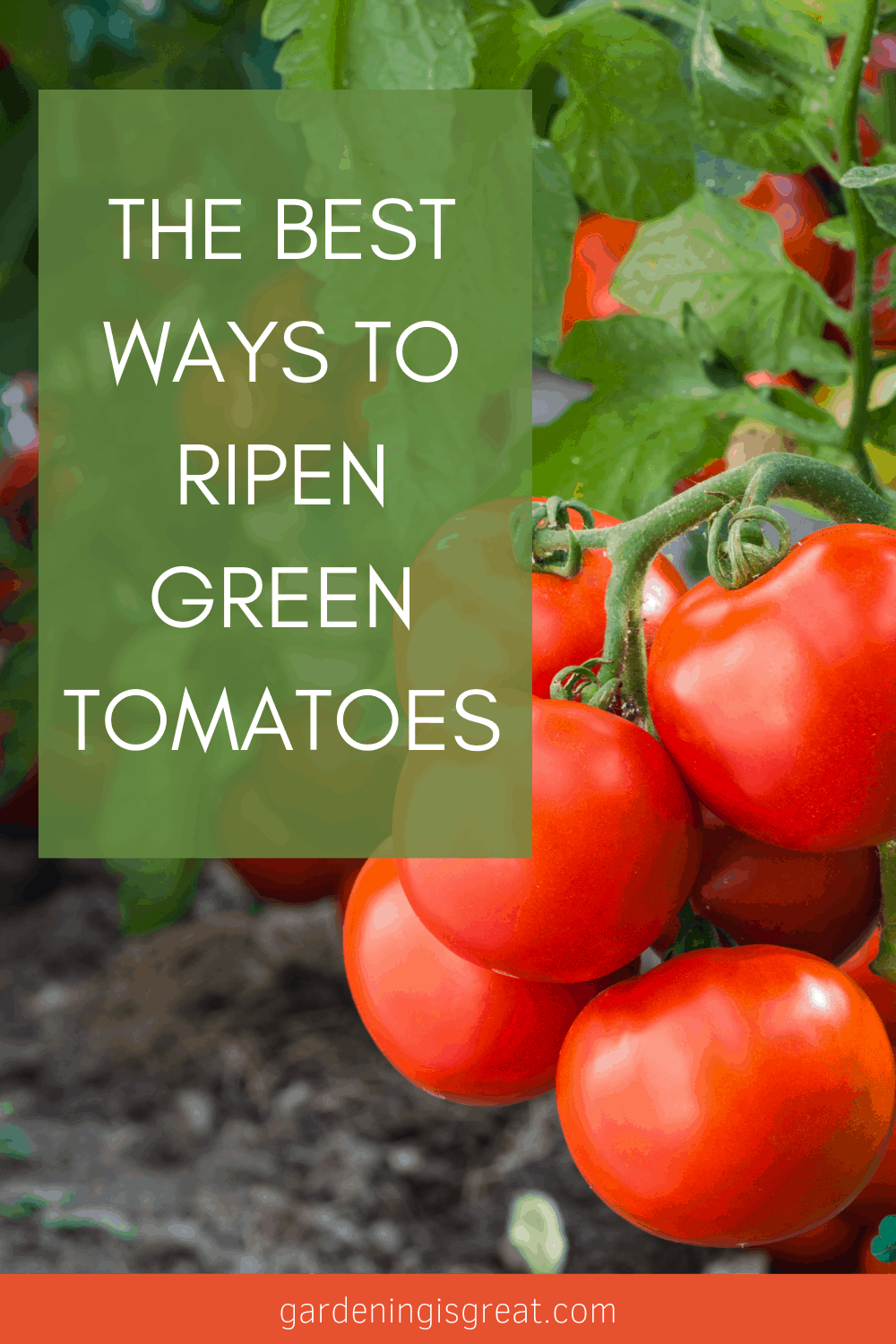 ripen green tomatoes