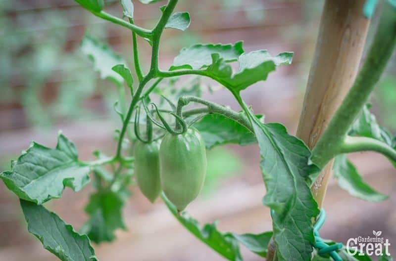 stake tomato plant