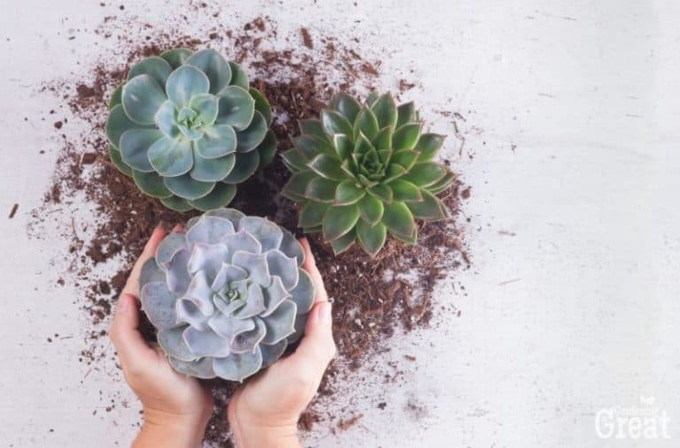 A Guide to Succulents For Beginners