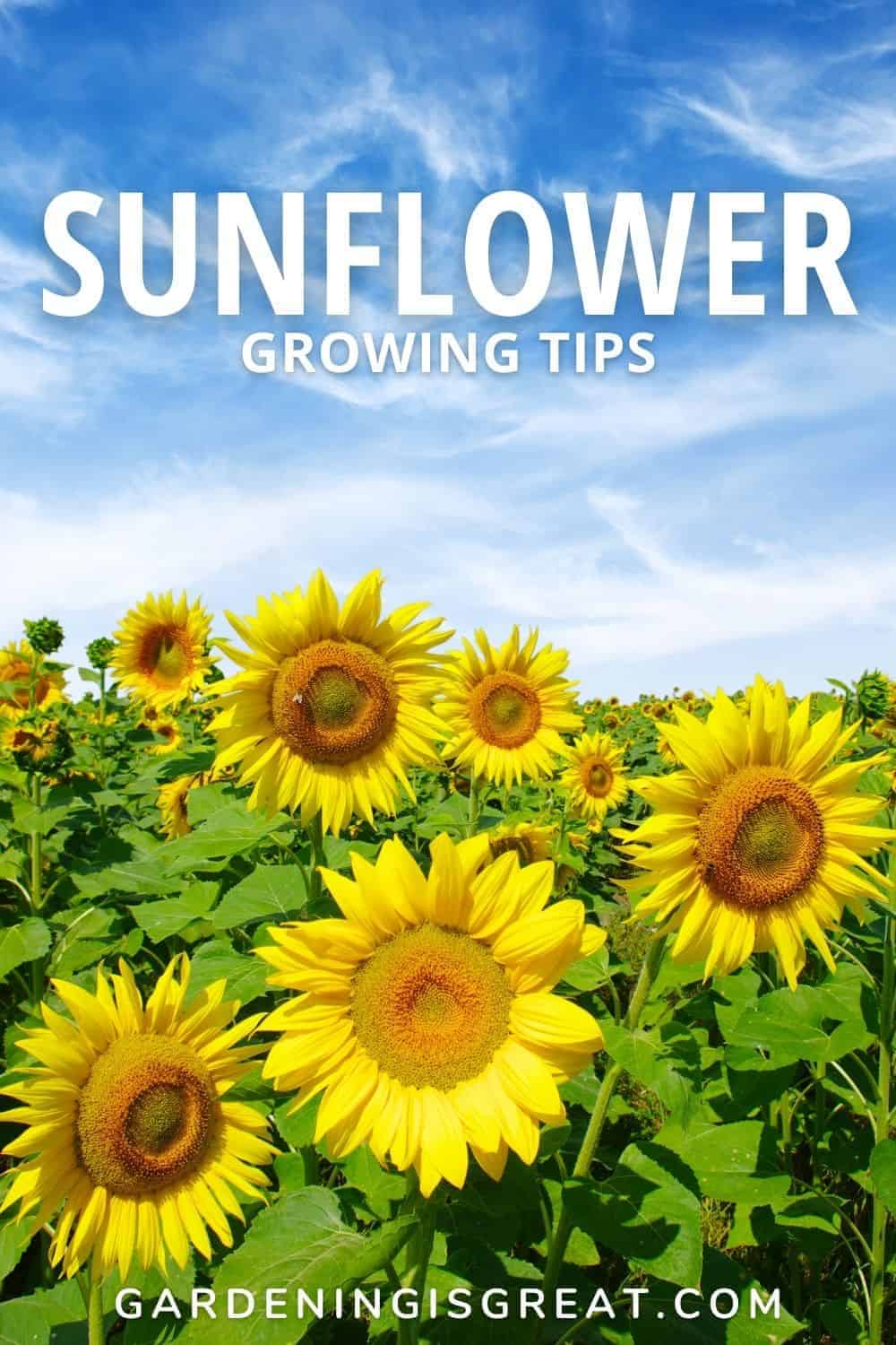 sunflower growing tips