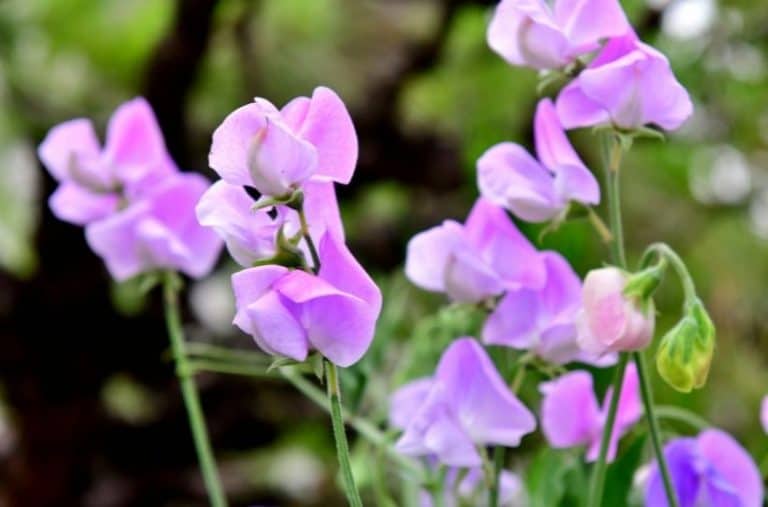 How to Plant and Grow Sweet Pea Flowers