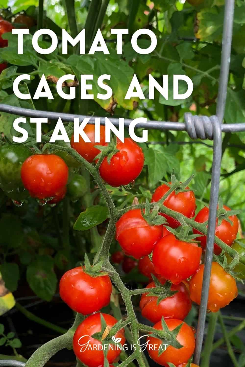 tomato cages and staking