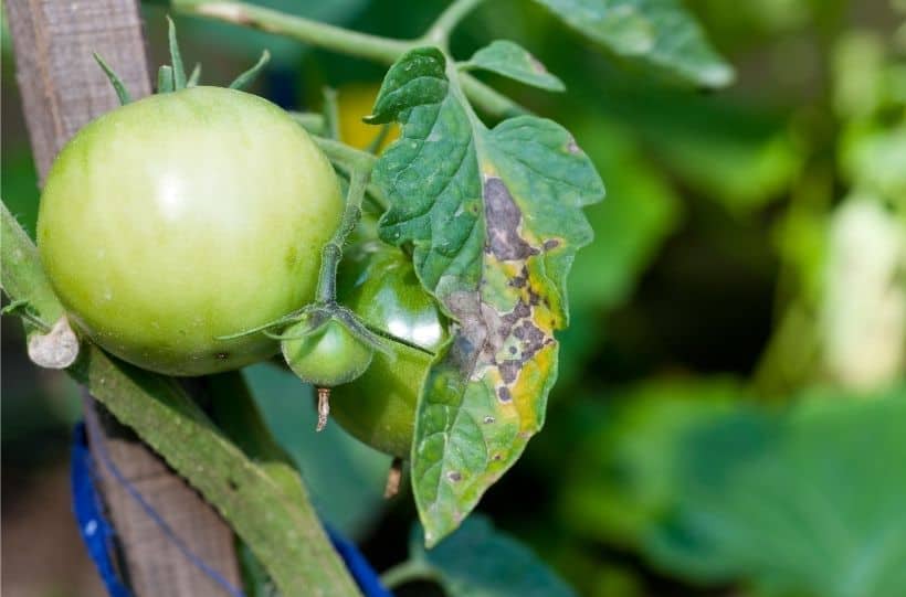 tomato plant early blight