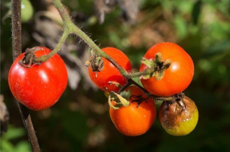 Tomato Plant Diseases – Common Tomato Diseases and What to do About Them