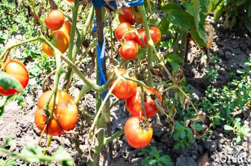 tomato plant tied to stake