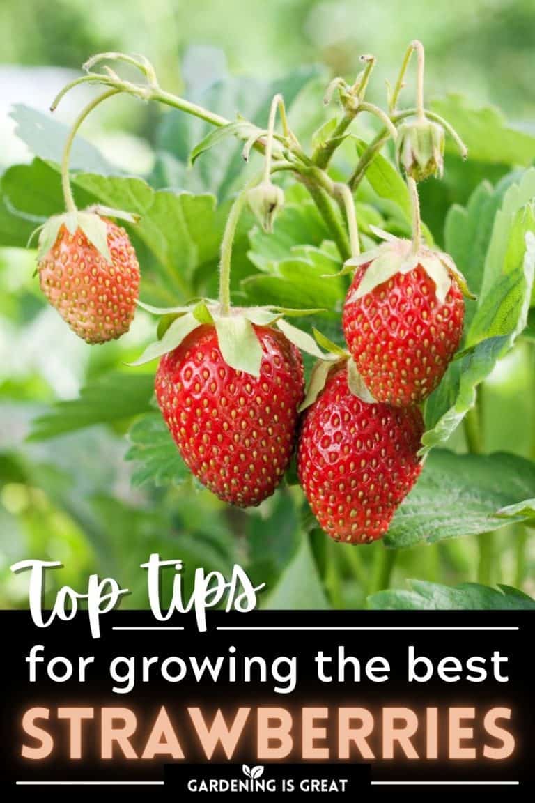 9 Secrets to Growing Great Strawberries Gardening is Great