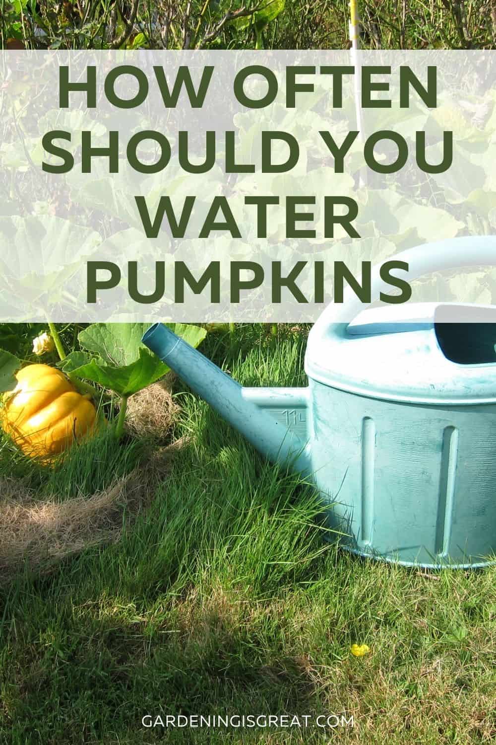 water pumpkins tips