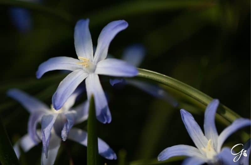 Hyacinth ‘Blue Star’ flowers