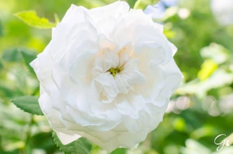 23 of the Best Roses Without Thorns For Your Garden Gardening is Great