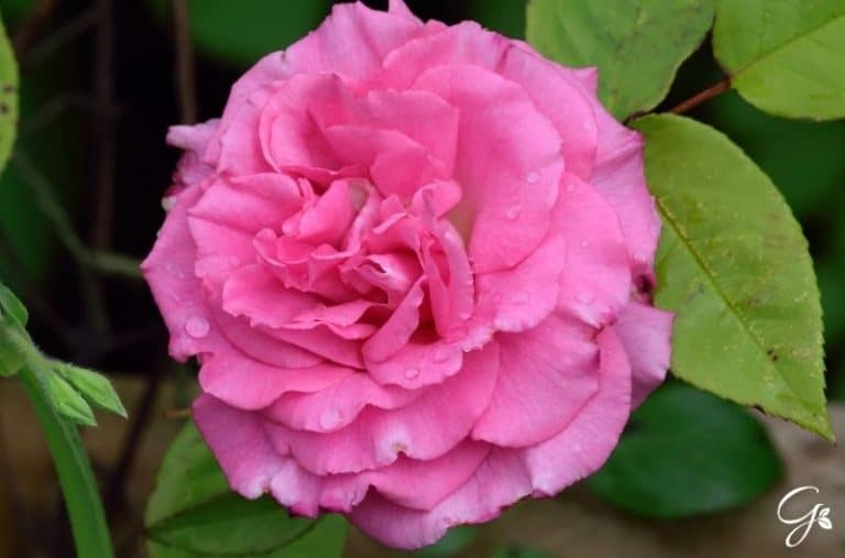 23 of the Best Roses Without Thorns For Your Garden Gardening is Great