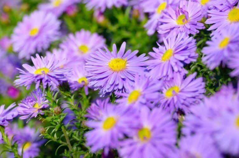 12 Perennial Flowers That Bloom From Spring to Fall