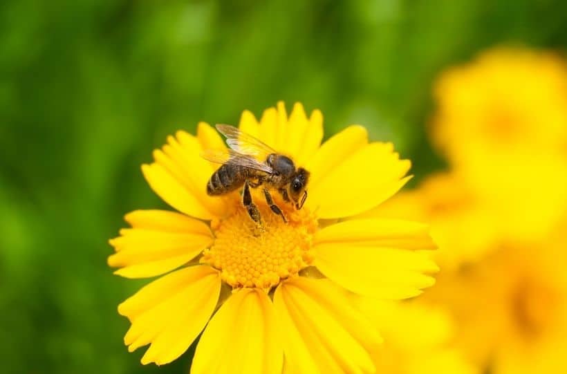 attracting bees and pollinators