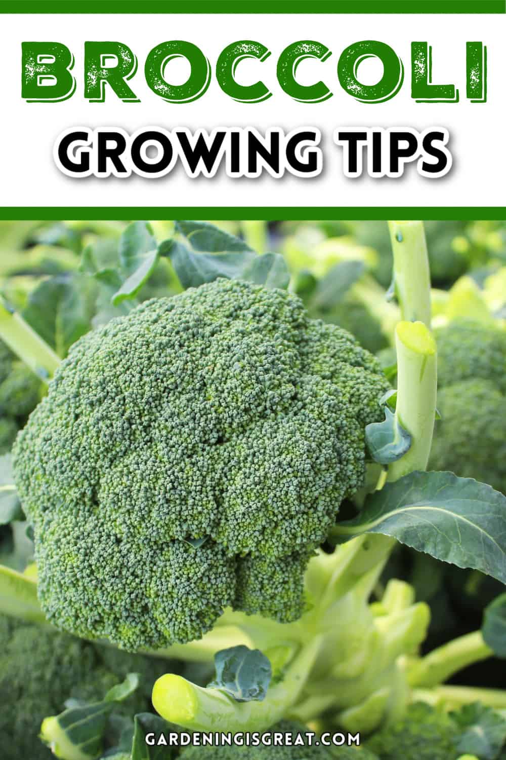 broccoli growing tips