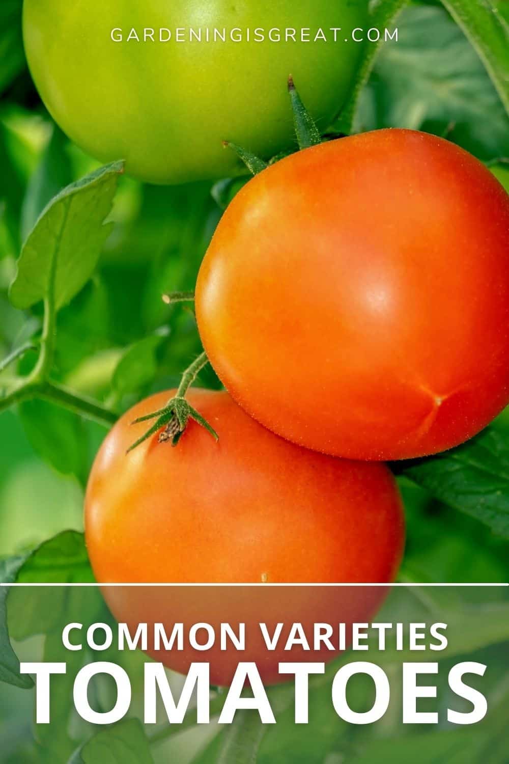 common varieties tomatoes