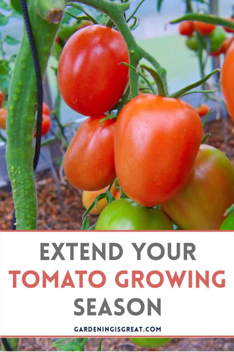 How to Extend Your Tomato Growing Season Gardening is Great